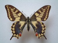Papilio machaon female Aberration (Internet Image property of respective owner, non-commercial use only)